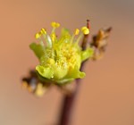 Euphorbia sp loupava borka Marsabit to North Horr GPS169 Kenya 2014_0669.jpg